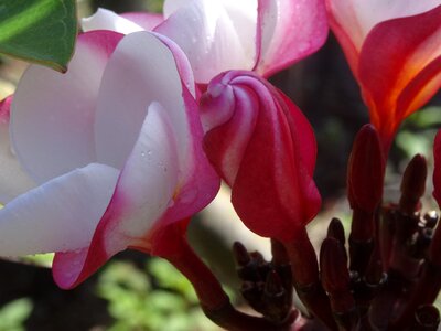 Bloom exotic frangipani photo
