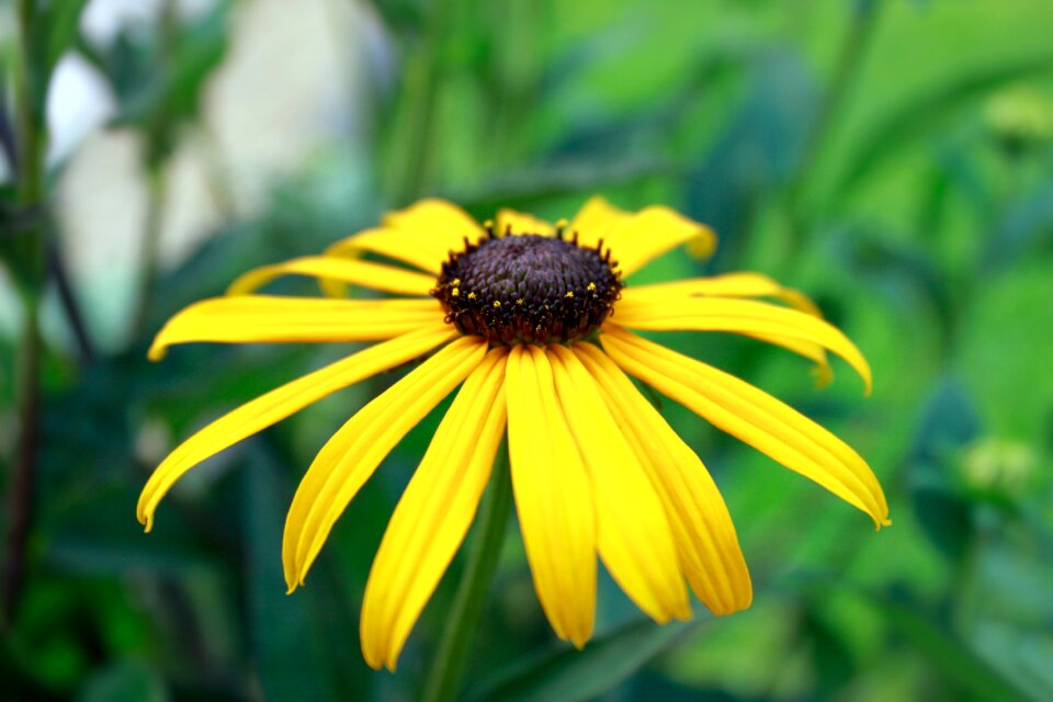 Bloom yellow flower
