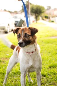 Canine puppy leash photo