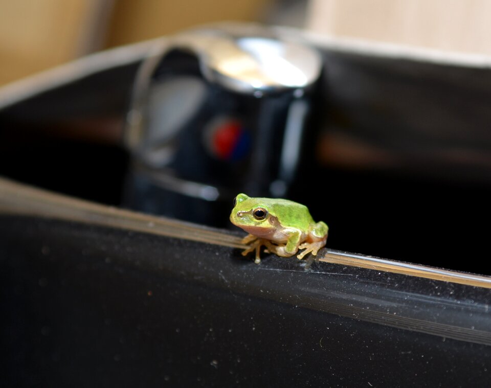 Frog tree frogs amphibians