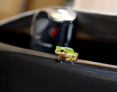 Frog tree frogs amphibians