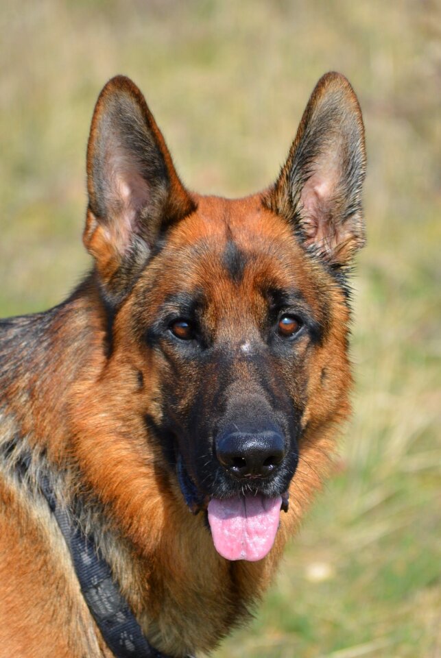 Shepherd almind denmark