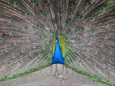 Wheel blue plumage