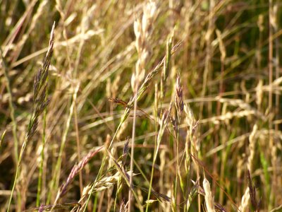 Hay role the cultivation of