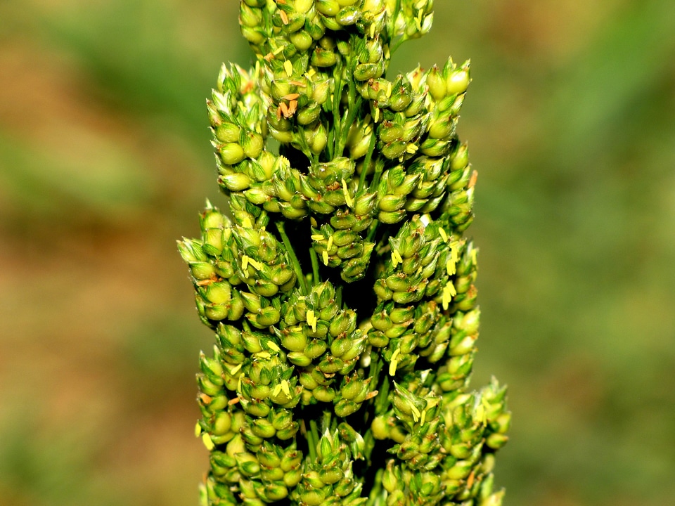 Unripe plant growth