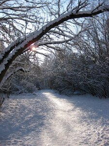 Winter backlighting away