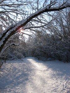 Winter backlighting away photo