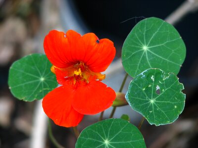 Bloom flower calyx photo