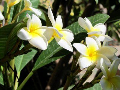 Vacations canary islands frangipani photo