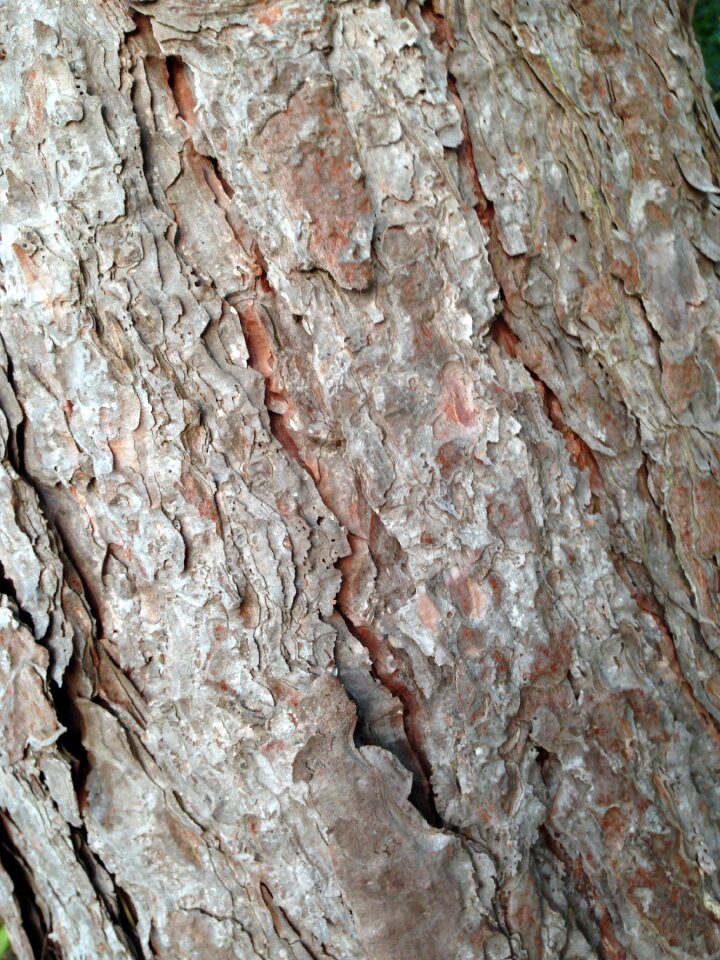 Nature wood trunk
