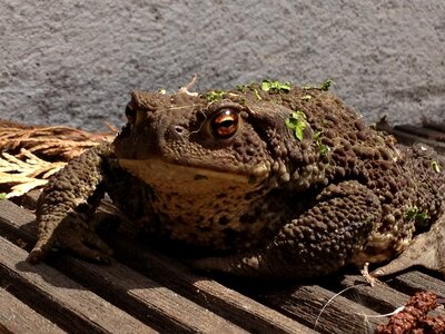 Brown animal nature