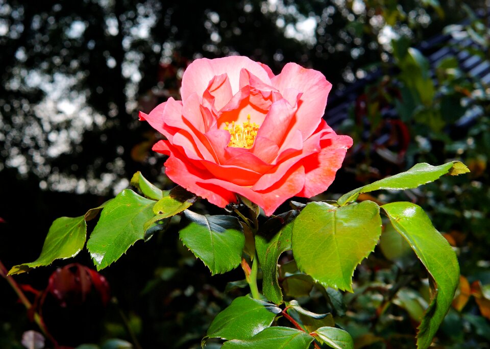 Rose bloom pink summer