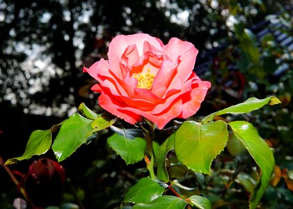 Rose bloom pink summer photo