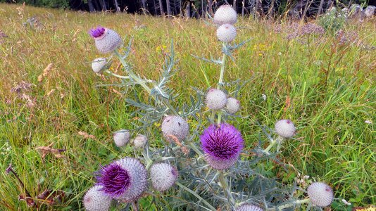 Plant weed blossom photo