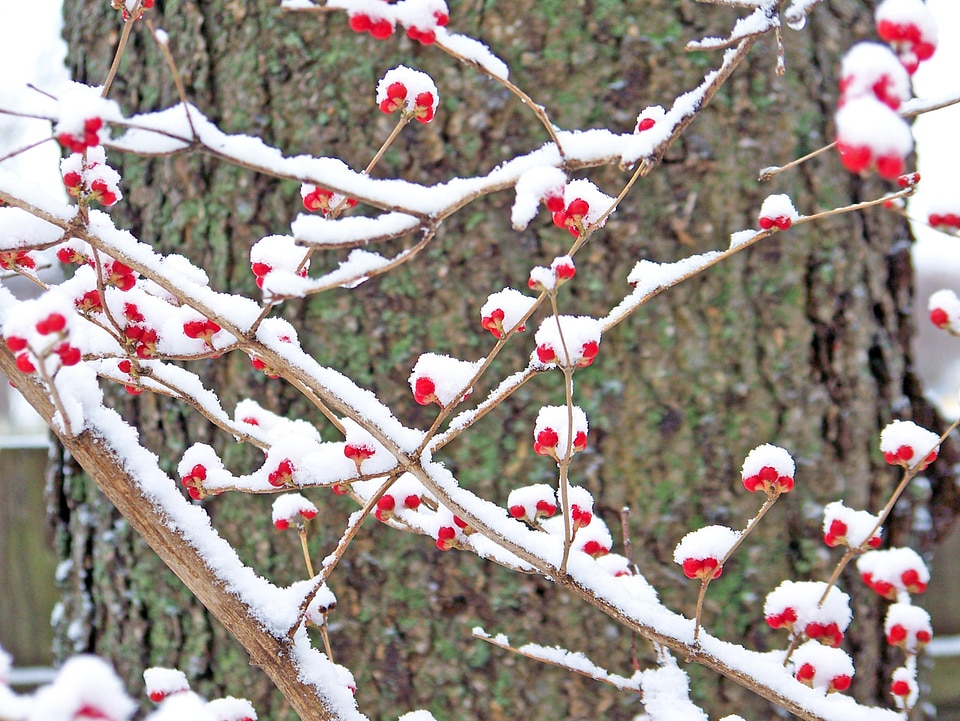 Winter nature christmas