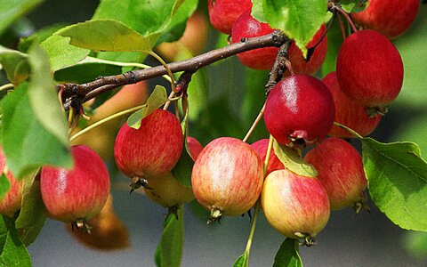 Foliage red apple photo