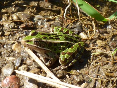 Animal toad closeup photo
