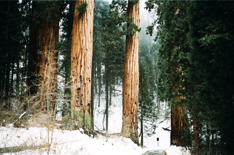 Forest california sequoia