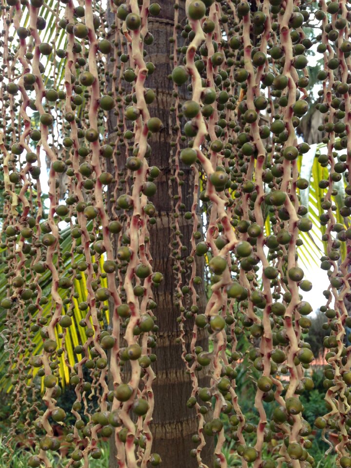 Palm fruits tree