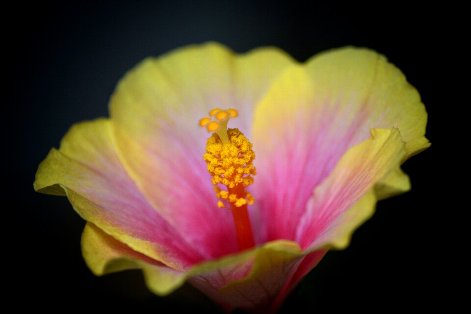 Bloom macro nature