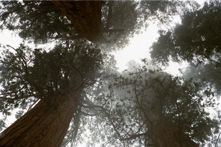 Forest california sequoia