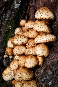 Forest fungi fungus