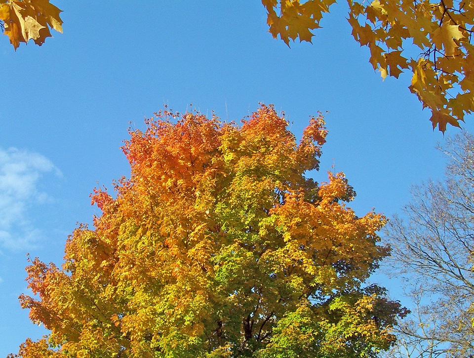 Tree fall autumn photo