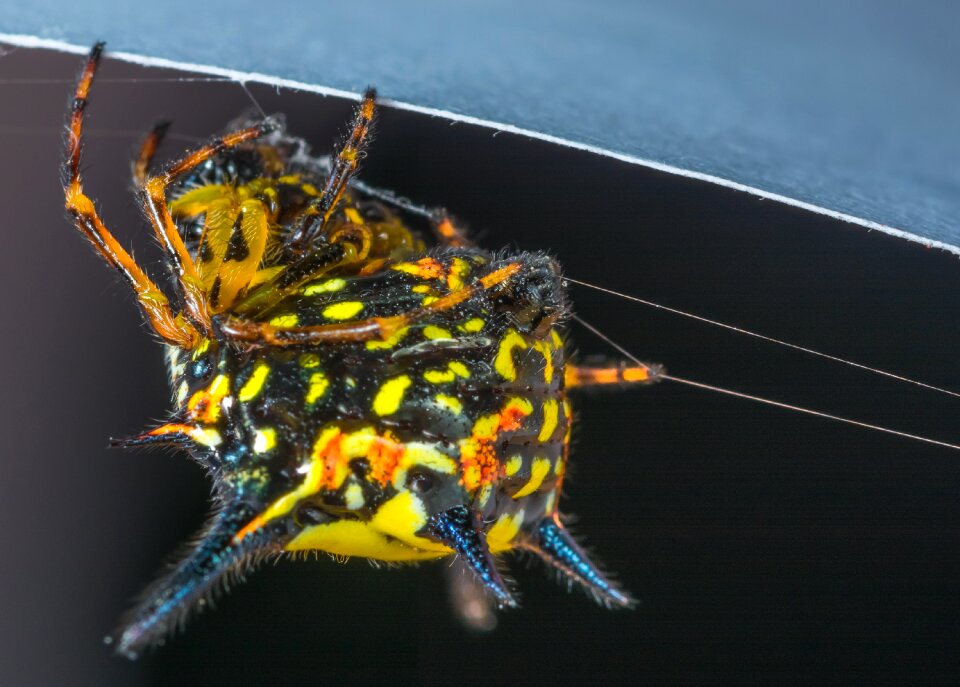 Arachnid insect close up photo