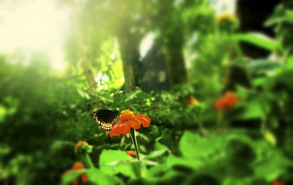 Flower summer spring