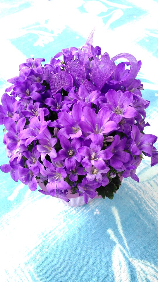 Purple flower sunlight plant