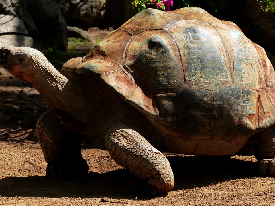 Giant tortoise geochelone sulcata panzer
