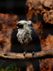 Dacelo novaeguineae lachender hans alcedinidae