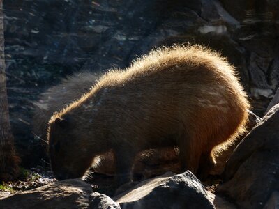 Mammal rodent fur photo