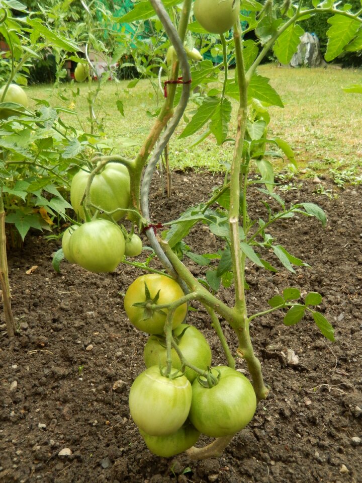 Tomatoes garden food