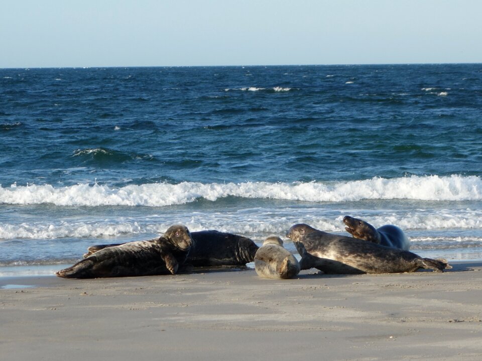 Animals beach north sea