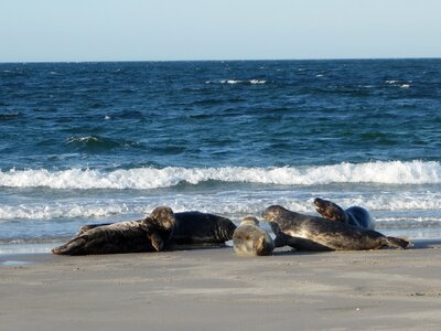 Animals beach north sea