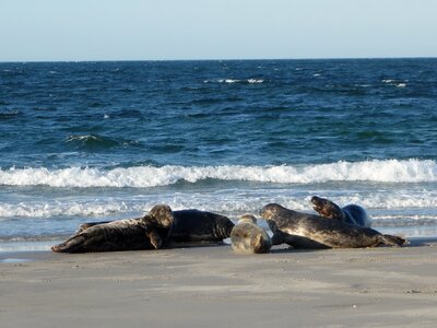 Animals beach north sea photo