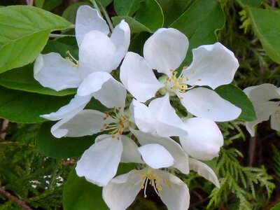 Flower branch leaf