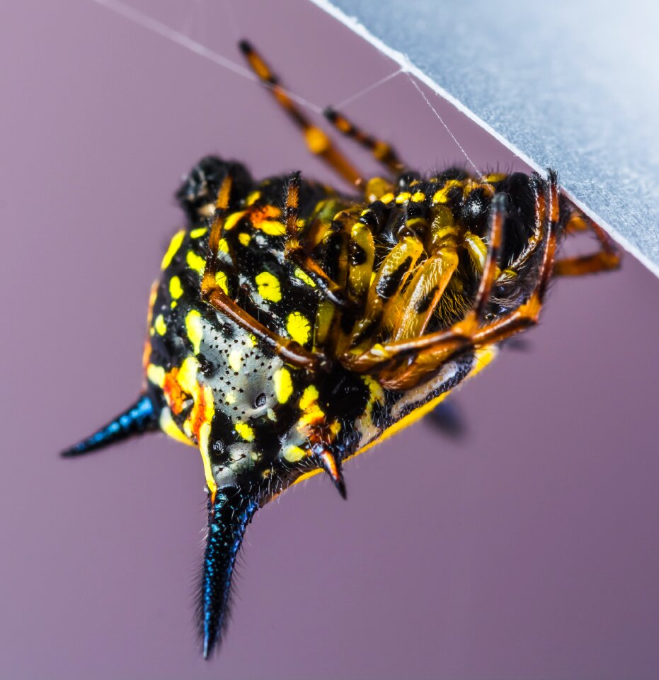 Arachnid insect close up photo