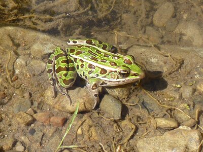 Pond toad ontario photo
