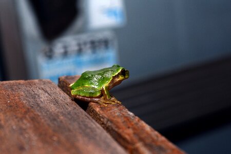 Frog tree frogs amphibians