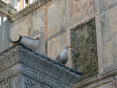 Venice bird seagull