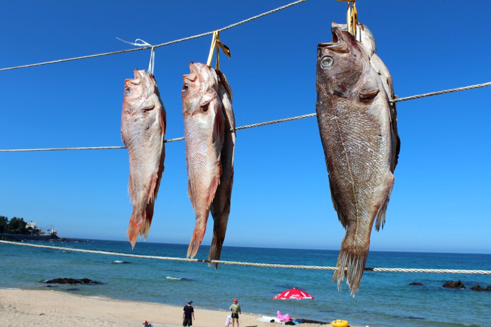 Fish sea dry