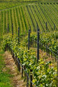 Vines kaiserstuhl leiselheim