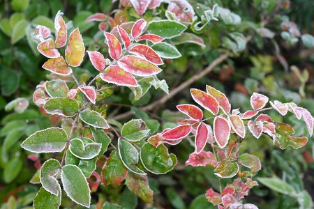 Icy laurel hoarfrost