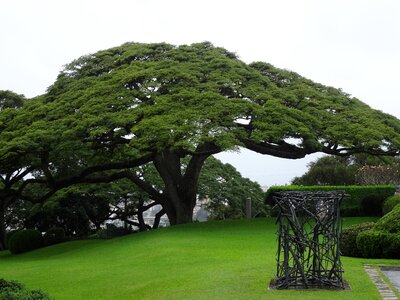 Mimosengewäch hawaii park