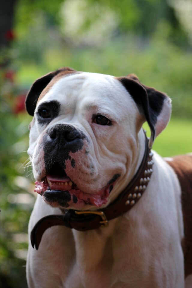 Fur necklace dog look