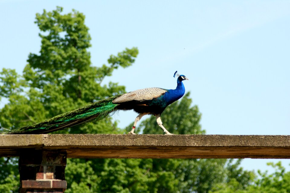 Bird feather zoo