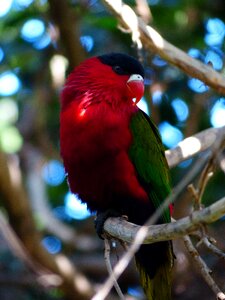 Bird colorful red