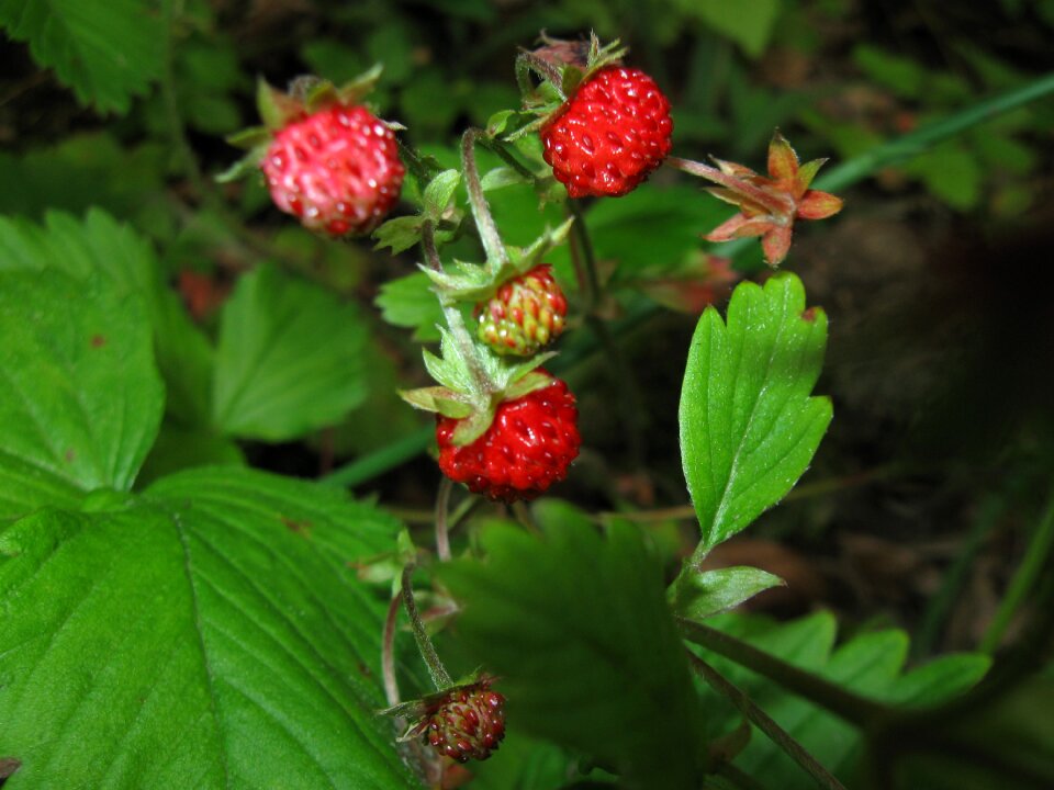 Nature organic berry